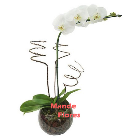 4316 Orquídea Plantada No Vazo