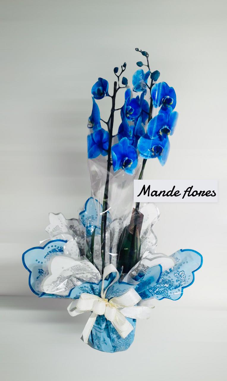5649 Orquidea Azul Plantada.
