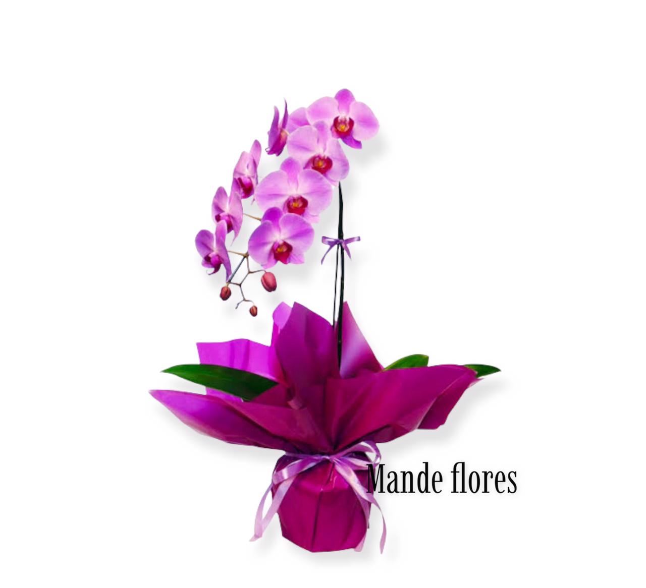 5788 Orquídea Rosada Decorada 
