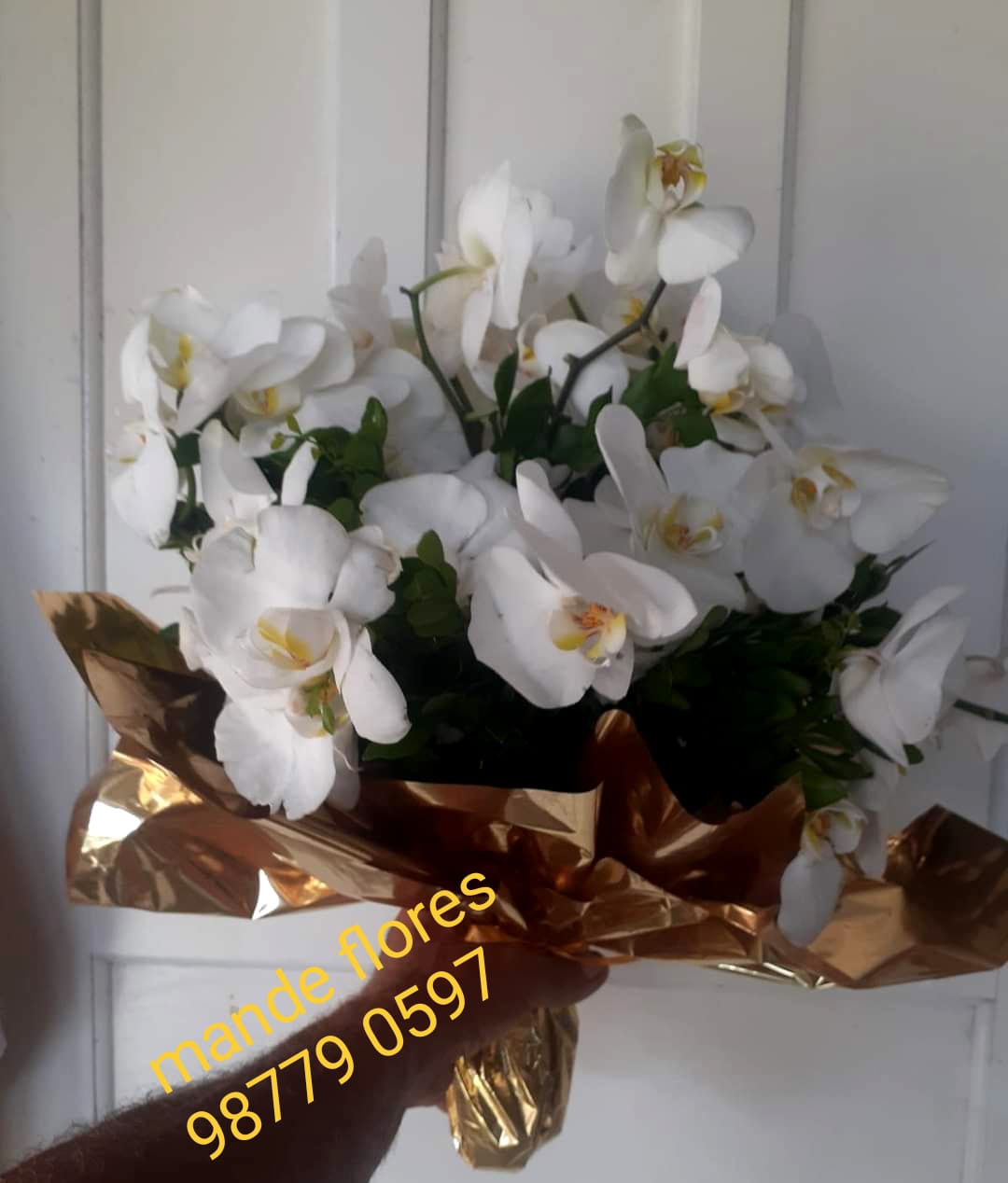 6918 Luxo em orquídeas
