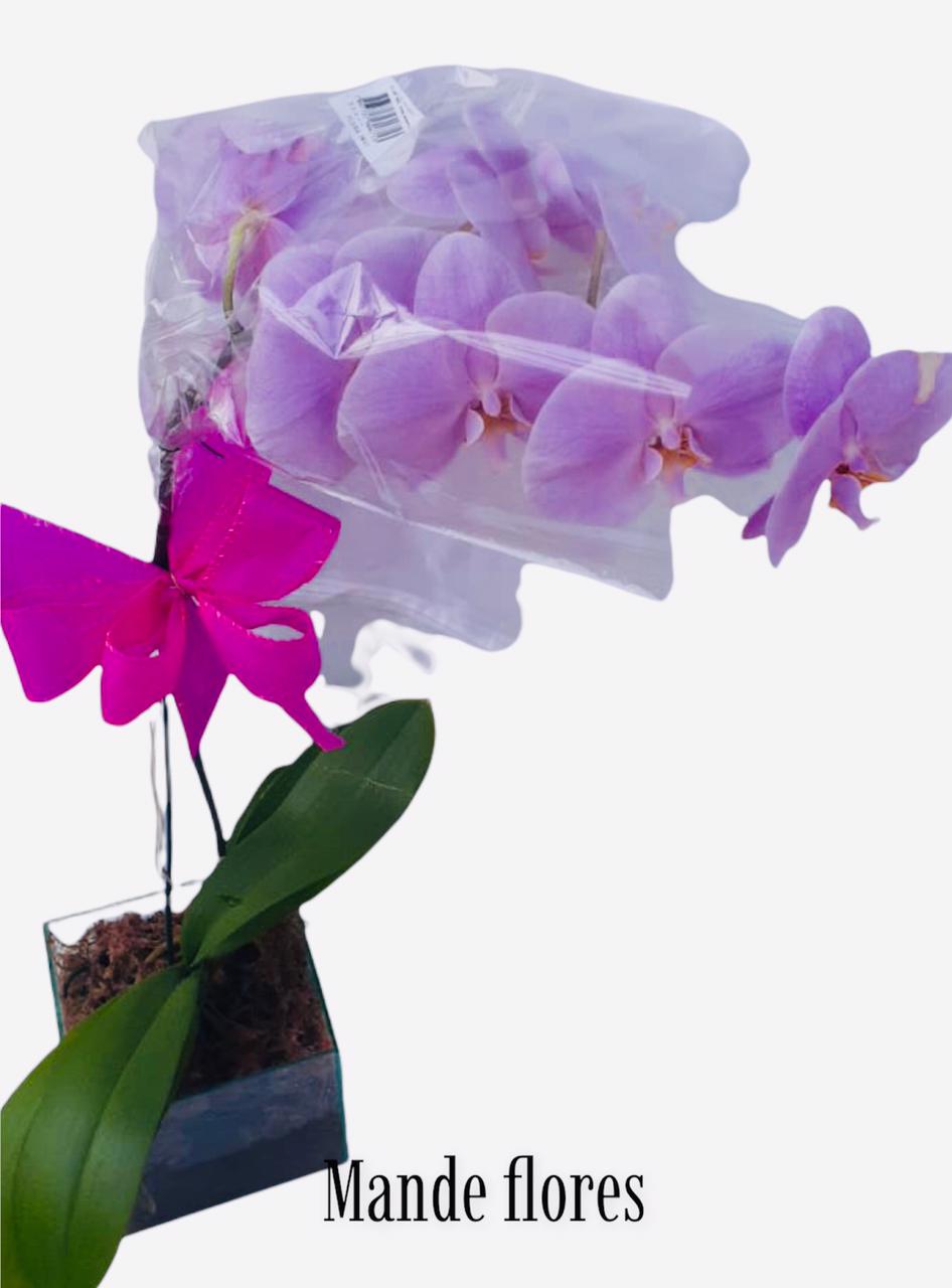 Orquídea plantada lilás